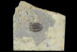 Bargain, Lemureops Kilbeyi Trilobite Molt - Utah #138574-1